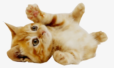 Kitten Puppy Dog Pet British Shorthair - Cute Cat Transparent Background, HD Png Download, Free Download