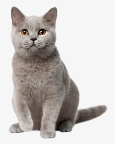 Image Is Not Available - Cat Sitting Png, Transparent Png, Free Download