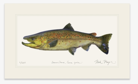 Clip Art Brown Trout Pictures - New England Rainbow Trout, HD Png Download, Free Download
