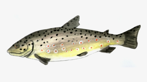 Trout Fish Painted - Trout, HD Png Download, Free Download