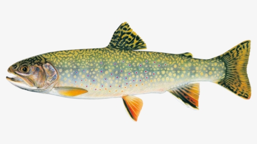 Stream Brook Trout - North American Trout, HD Png Download, Free Download