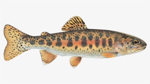 Redband Trout Of The Columbia River Basin, HD Png Download, Free Download