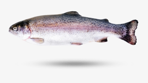 Rainbow Trout - Brown Trout, HD Png Download, Free Download