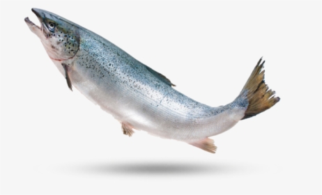 Ocean Trout - Touladi, HD Png Download, Free Download