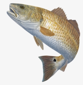 Snook Drawing Sea Trout - Fish Jumping Out Of Water Png, Transparent Png, Free Download