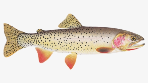 Yellowstone Lake Trout Transparent, HD Png Download, Free Download