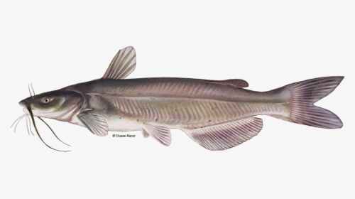 Download Catfish Transparent Png - Channel Catfish Scientific Name, Png Download, Free Download
