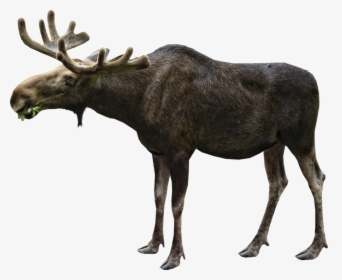 Moose Eating Png Image - Moose Transparent Background, Png Download, Free Download
