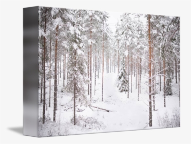 Transparent Snow Forest Png - Grove, Png Download, Free Download