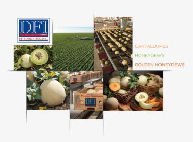 Dfi Marketing - Cantaloupe, HD Png Download, Free Download