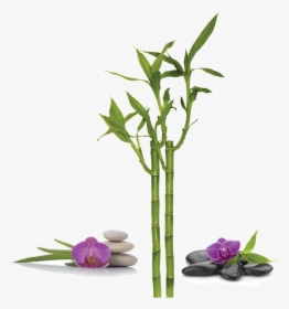 Bamboo Spa Png, Transparent Png, Free Download