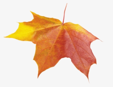 Autumn Png Leaf - Transparent Aesthetic Fall Leaves, Png Download, Free Download