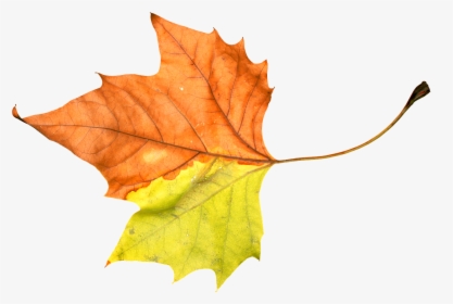 Foliage Leaf Leafage Autumn Png Image - ใบไม้ ใบ เดียว ใบไม้, Transparent Png, Free Download