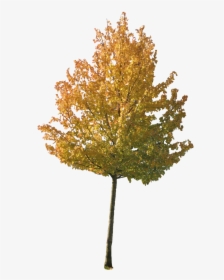 Fall Trees Png - Fall Maple Transparent Background, Png Download, Free Download