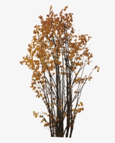 Autumn Tree Png - Cut Out Tree Png, Transparent Png, Free Download