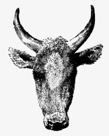 Cow Head - Gambar Kepala Anoa Png, Transparent Png, Free Download