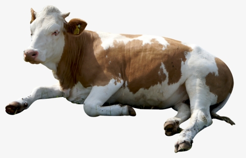 Cow Head Png Hd Pluspng - Cow Png, Transparent Png, Free Download