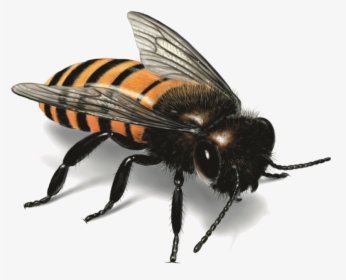 Bee Png Image - Big Honey Bee Png, Transparent Png, Free Download