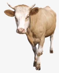 Cow Png - Cattle, Transparent Png, Free Download