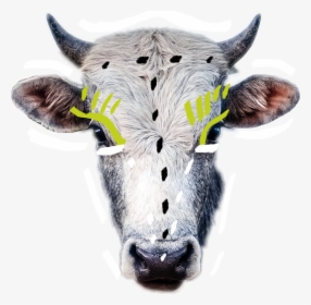 #freetoedit #ftestickers #cow #head #animal#freetoedit - Dairy Cow, HD Png Download, Free Download