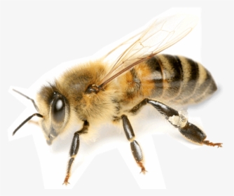 Image Png Bee - New Zealand Honey Bees, Transparent Png, Free Download