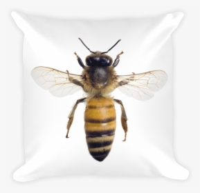 Honey-bee Print Square Pillow - Honey Bee Wings Out, HD Png Download, Free Download