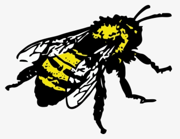 Honey Bee, Insect, Bee - Honey Bee Graphic, HD Png Download, Free Download