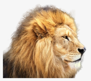 Carnivores Png Image - Lion Jpg High Resolution, Transparent Png, Free Download