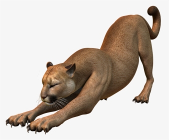 Mountain Lion, Predator, Puma, Wildcat, Big Cat - Puma Animal Png, Transparent Png, Free Download