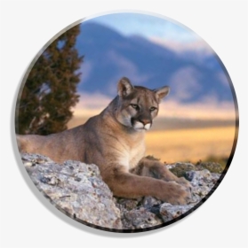 Mountain Lion Wallpaper Big, HD Png Download, Free Download