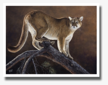 Mountain Lion & Jackpine"  Class= - Cat Yawns, HD Png Download, Free Download