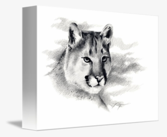 By David Rogers - Mountain Lion Drawing, HD Png Download, Free Download
