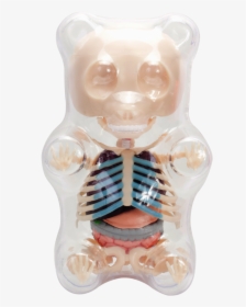 Clear Gummi Bear Funny Anatomy Png Gummy Bear Anatomy - Gummy Bear, Transparent Png, Free Download