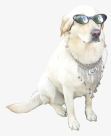 Dog With Sunglasses Png, Transparent Png, Free Download