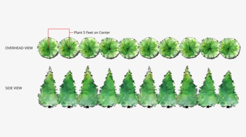 Thuja Green Giant Single Row Spacing - Planting Green Giant Arborvitae Spacing, HD Png Download, Free Download