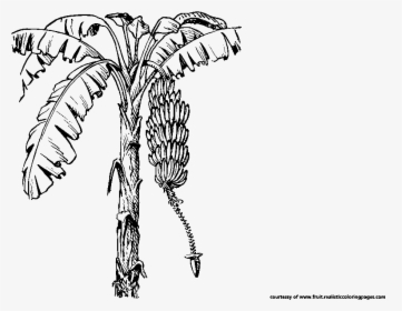 Black And White Tree Drawing, HD Png Download, Free Download