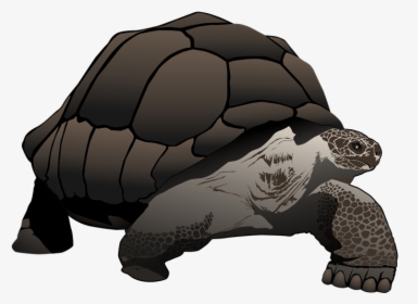 The Galapagos Tortoise Is The - Desert Tortoise, HD Png Download, Free Download