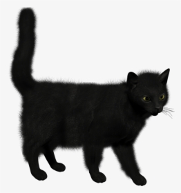 Cat - Black Cat Png, Transparent Png, Free Download
