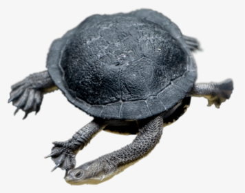 Turtle Feet, HD Png Download, Free Download