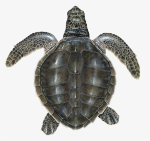 Juvenile Olive Ridley Sea Turtle - Juvenile Olive Ridley, HD Png Download, Free Download