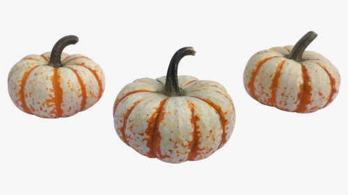 Tigers-1 - Pumpkin, HD Png Download, Free Download