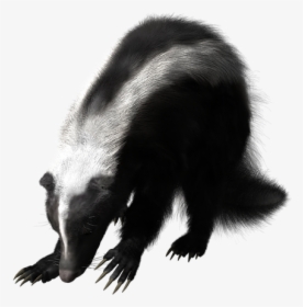 Skunk, Rodent, Wildlife, Mammal, Smell, Cute, Animal - Striped Skunk, HD Png Download, Free Download