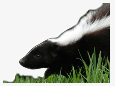 Skunk Png Transparent Images - Striped Skunk, Png Download, Free Download