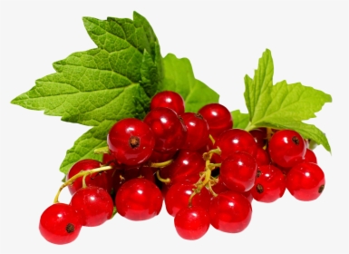 Cherries Png, Transparent Png, Free Download