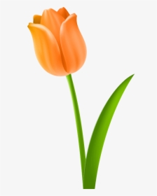 All Photo Png Clipart - Hình Ảnh Vẽ Hoa Tulip, Transparent Png, Free Download