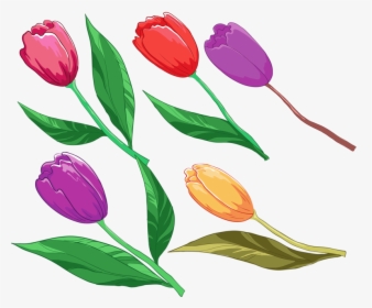 Lady Tulip, HD Png Download, Free Download