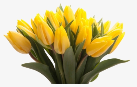 Yellow Tulips Png Picture - Mothers Day Flowers Yellow, Transparent Png, Free Download