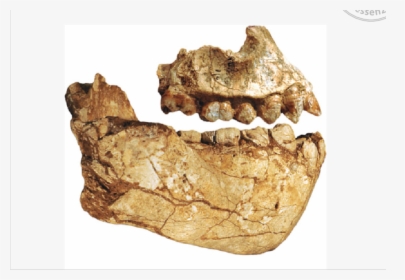 Australopithecus Deyiremeda, HD Png Download, Free Download