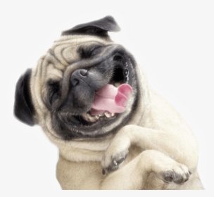 Funny Dog Transparent Png, Png Download, Free Download
