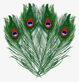 Transparent Peacock Feathers Png, Png Download, Free Download